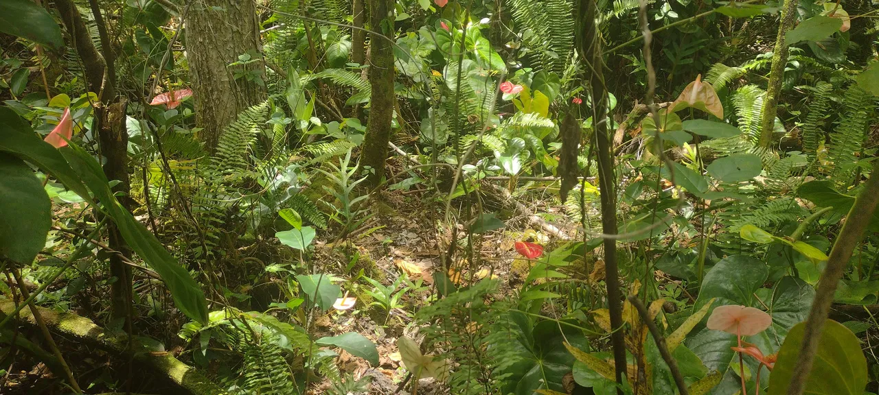 IMG_20220706_120513096.jpg