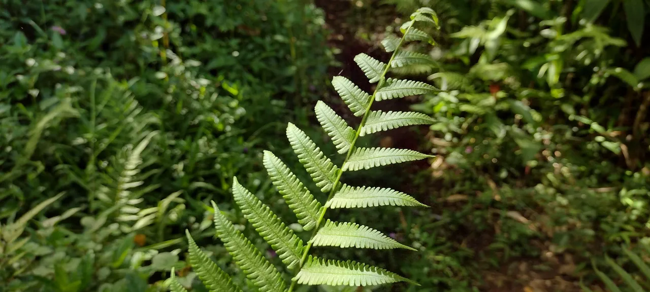 IMG_20230709_085333642_HDR.jpg