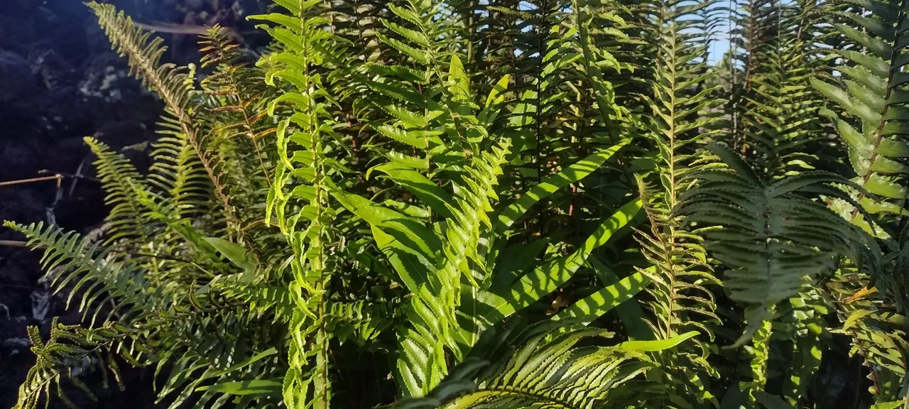 IMG_20230617_071900643_HDR.jpg