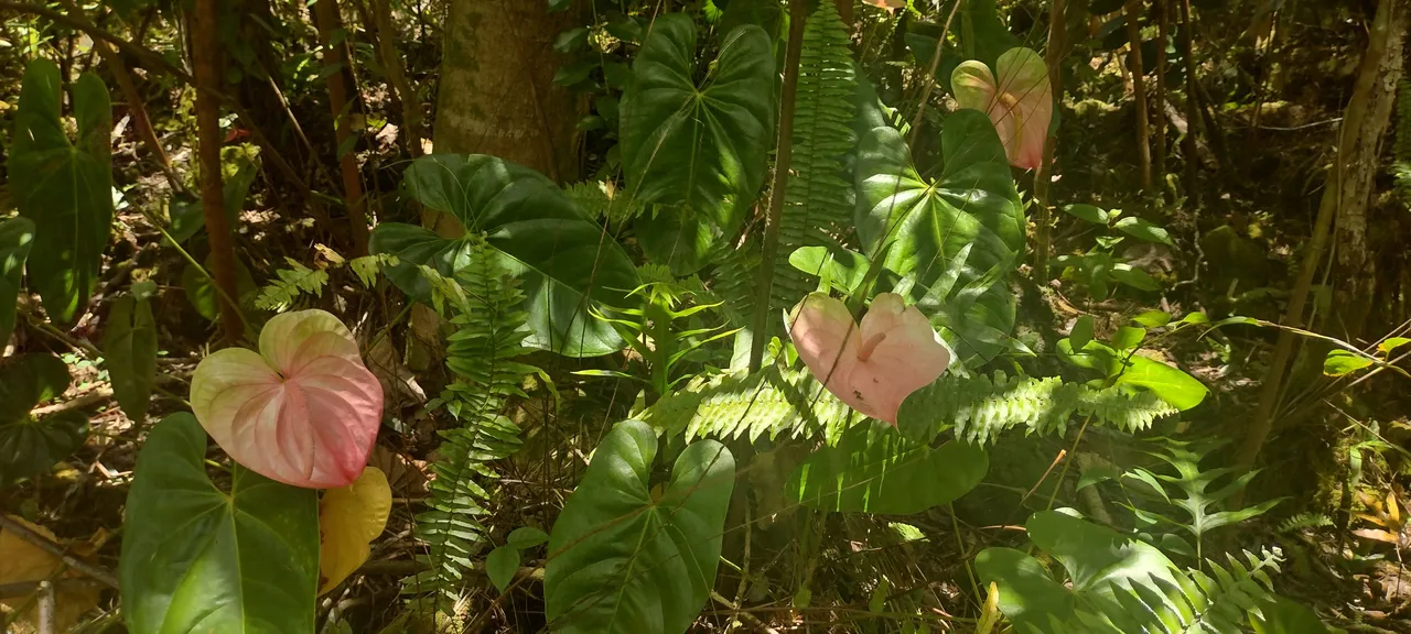 IMG_20220706_122641205_HDR.jpg