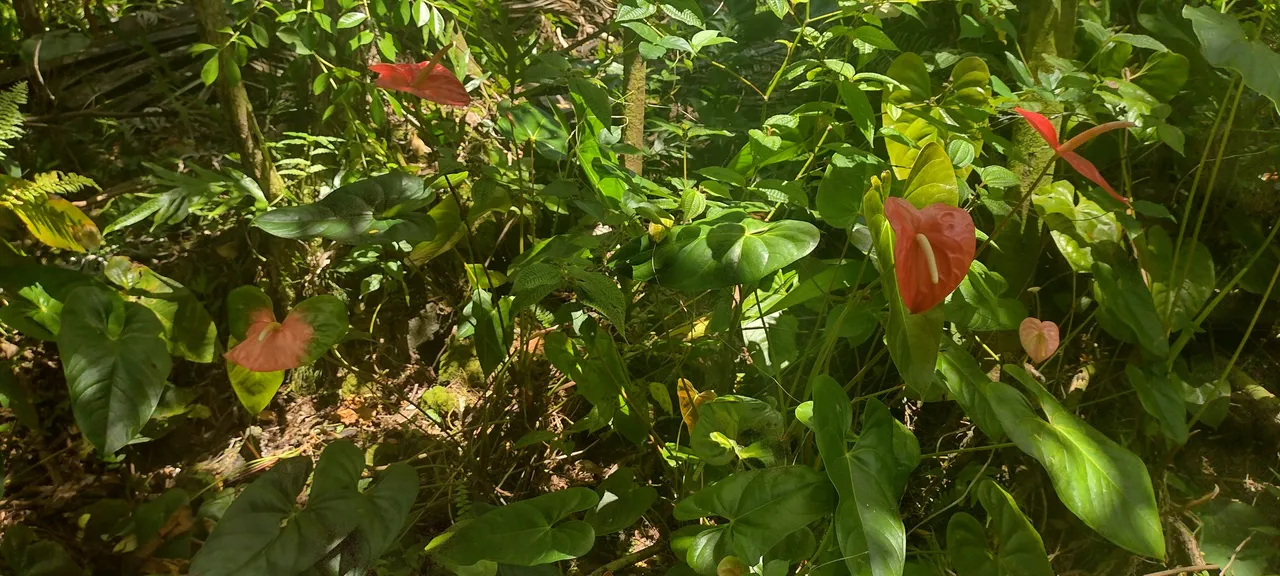 IMG_20220706_122505032_HDR.jpg