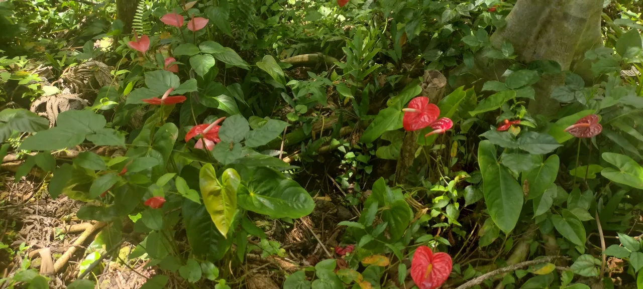 IMG_20220706_122829117_HDR.jpg