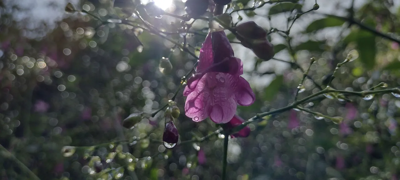 IMG_20231107_103201273_HDR.jpg