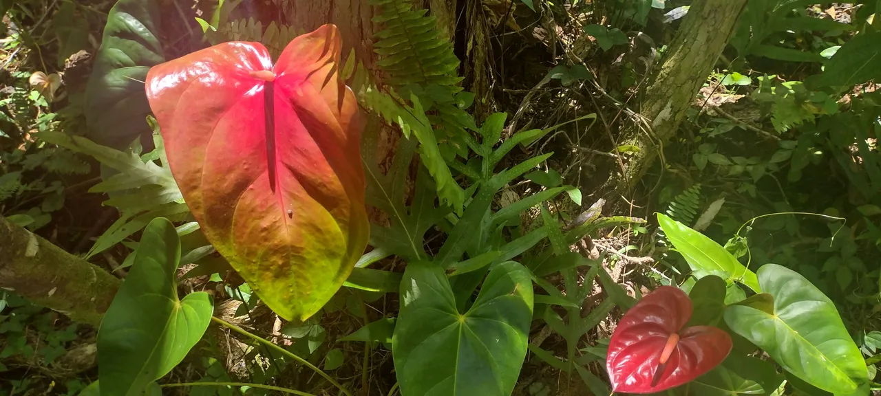 IMG_20220706_122750383_HDR.jpg