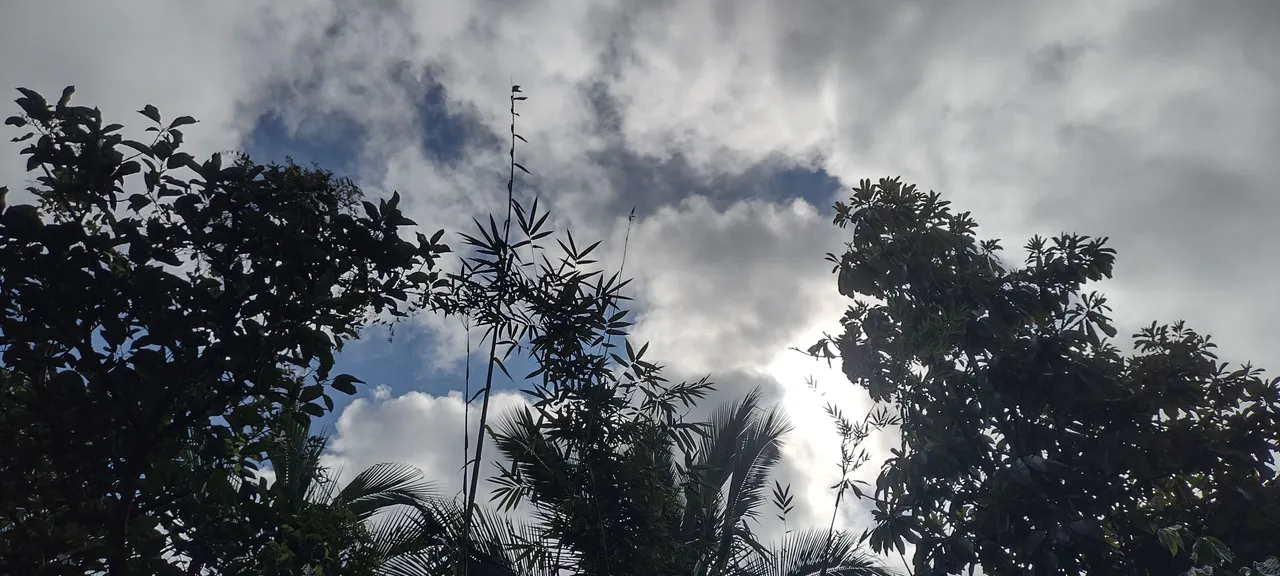 I Am #AliveAndThriving Today! || #IAmAliveChallenge || Daily Off-Grid Jungle Journal Entry: Day #455 - Crypto Spring? - GaiaYoga Gardens, Lower Puna, Far East Big Island, Hawai'i - Wednesday, October 25, 2023