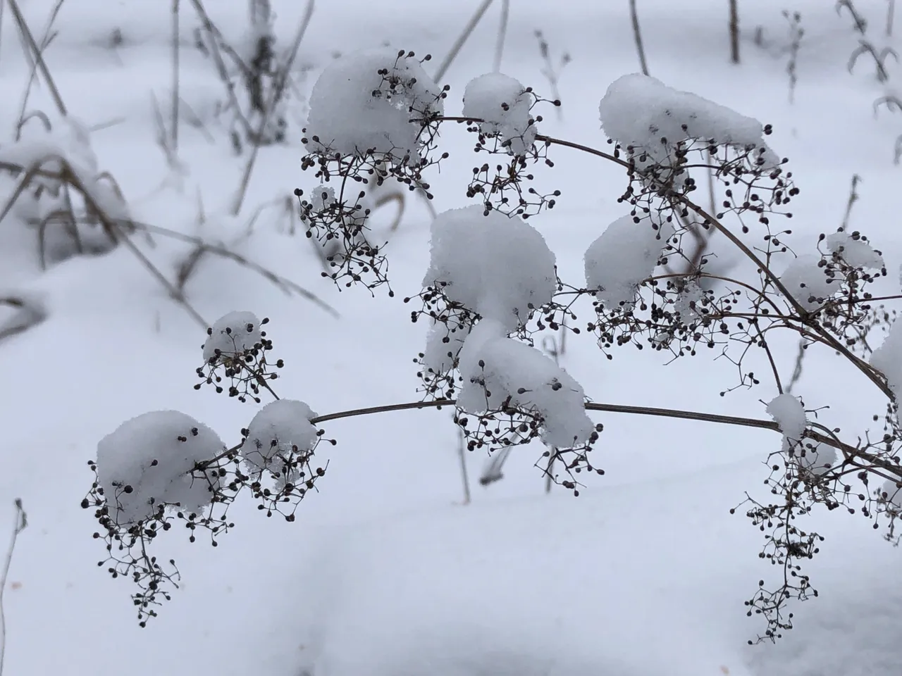 00C9B0EB-2158-440B-84FA-4B56CC13B7D3.jpeg