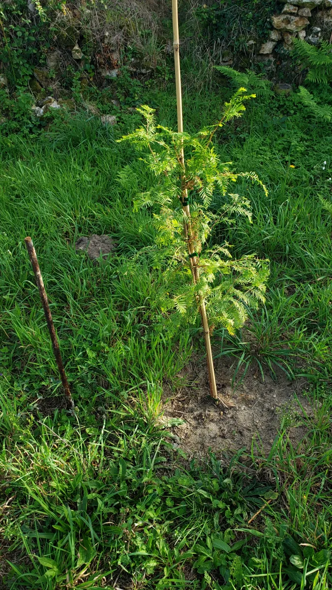 10-06_metasequoia_2.png