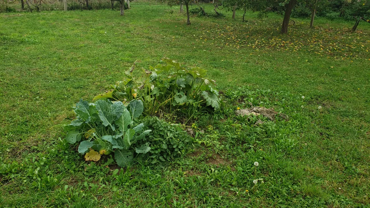 10-24_vegetable_pathc.png