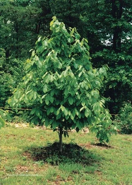 09-29_pawpaw.jpg