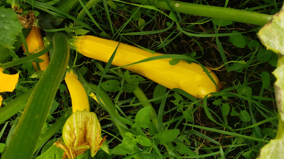 10-24_yellow_zucchini.png