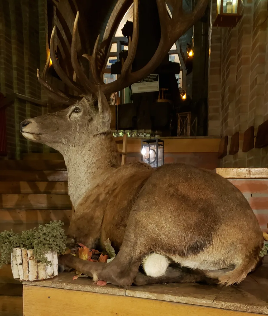 11-13_male_deer.png