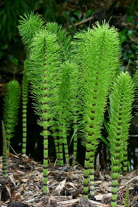 10-05_horsetail.jpg