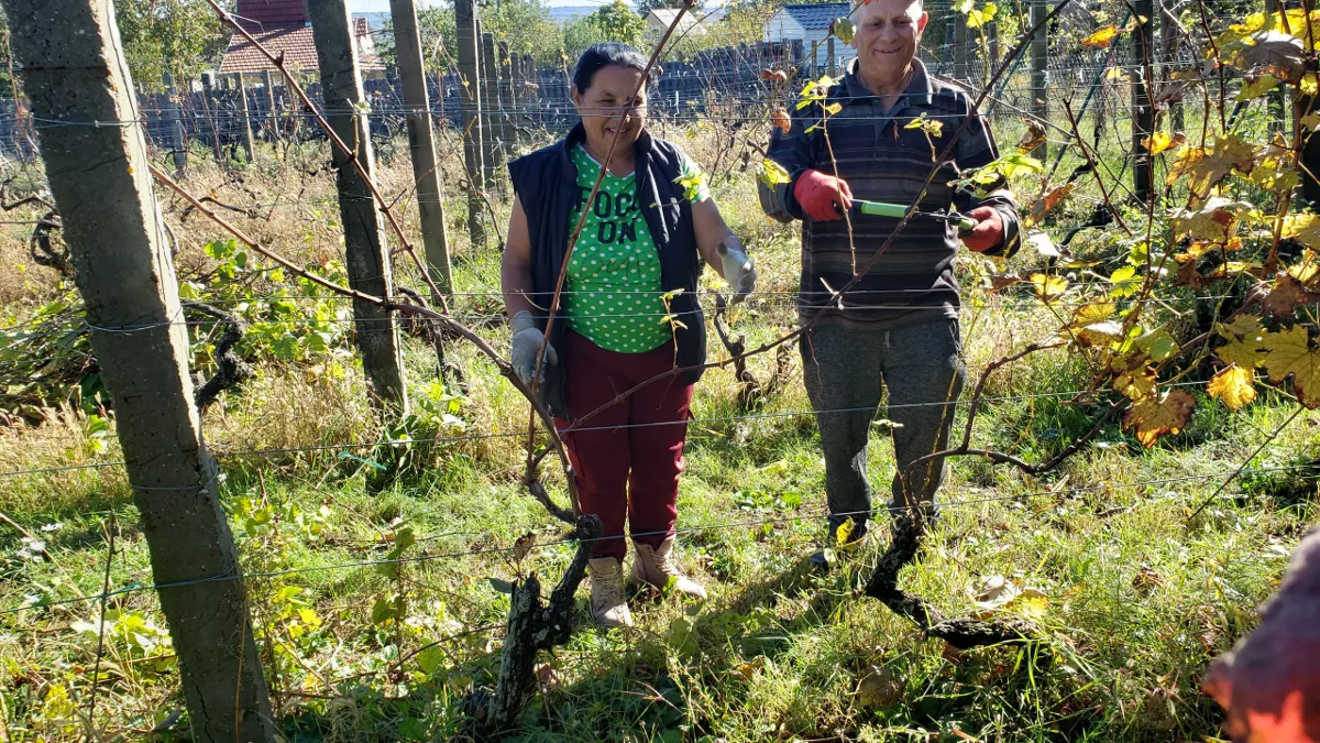 10-21_in_the_vineyard_1.png