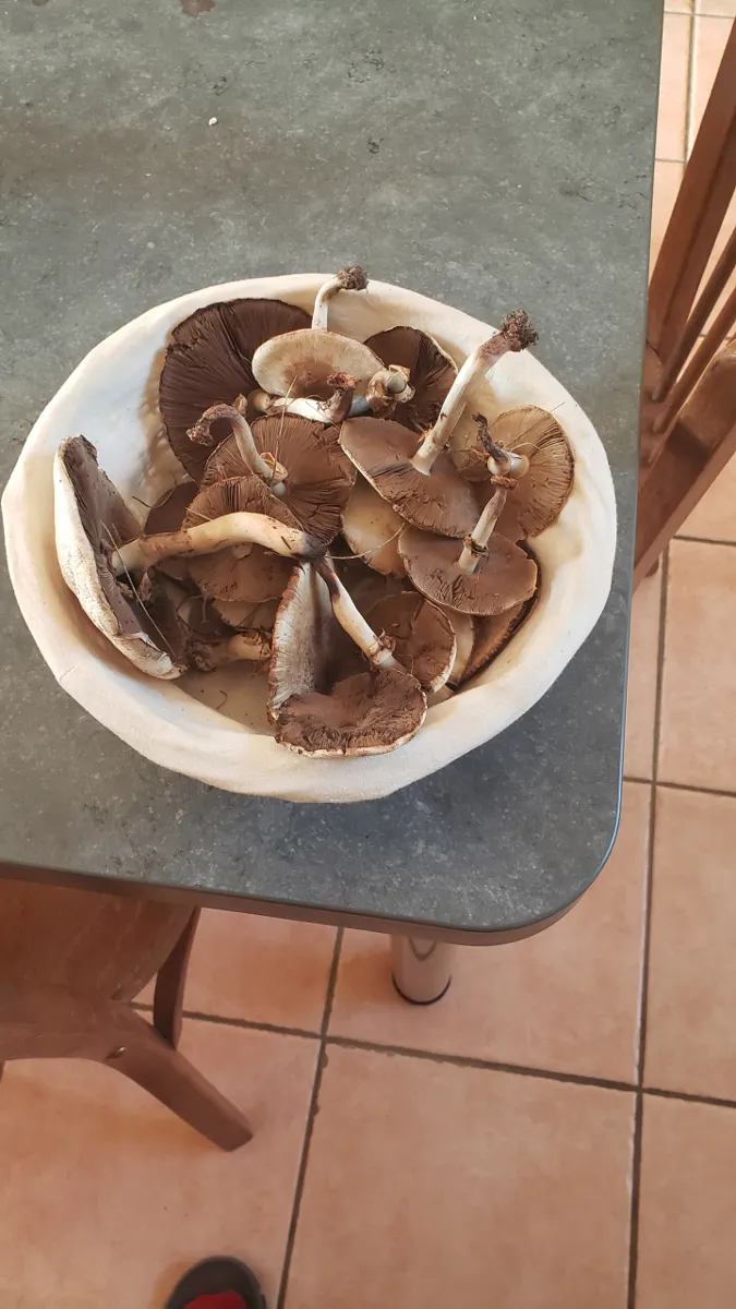 10-04_champignons.png