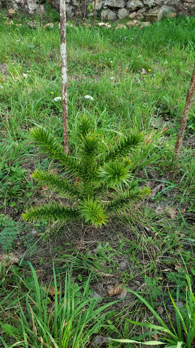 10-05_araucaria_2.png