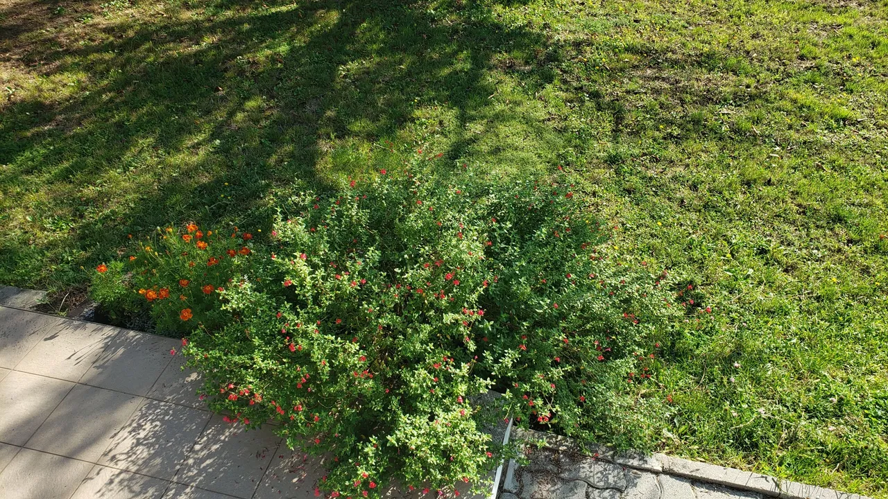 09_27_french_plant_2023.jpg