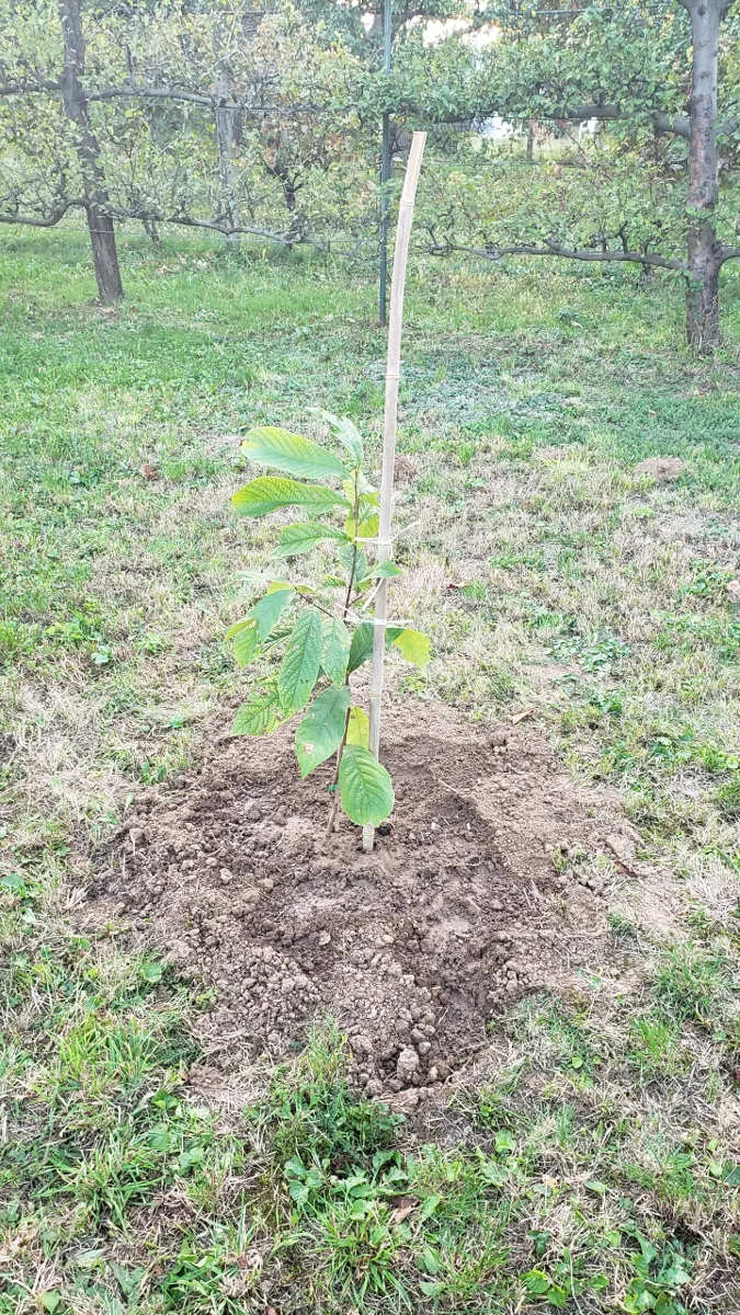 10-01_indian_banana_planted.png