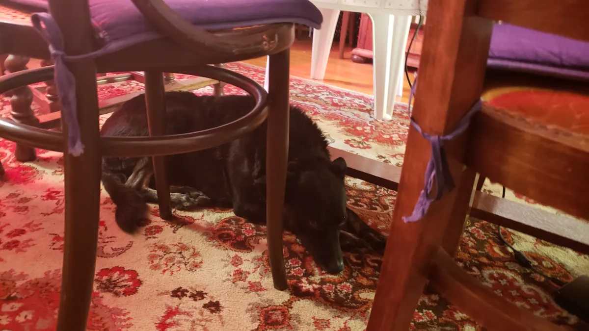 11-05_kormi_under_table.png