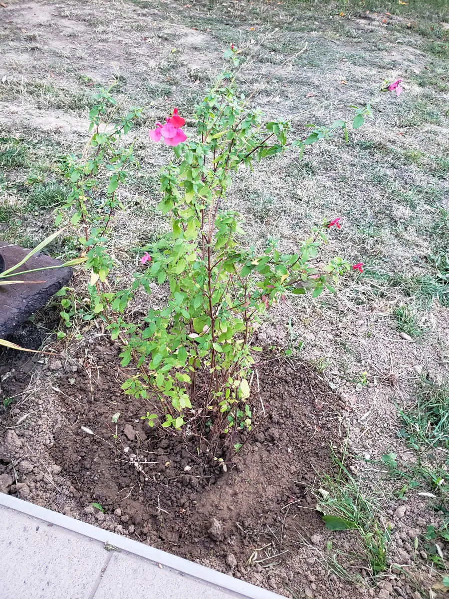09-27_french_plant_2021.png