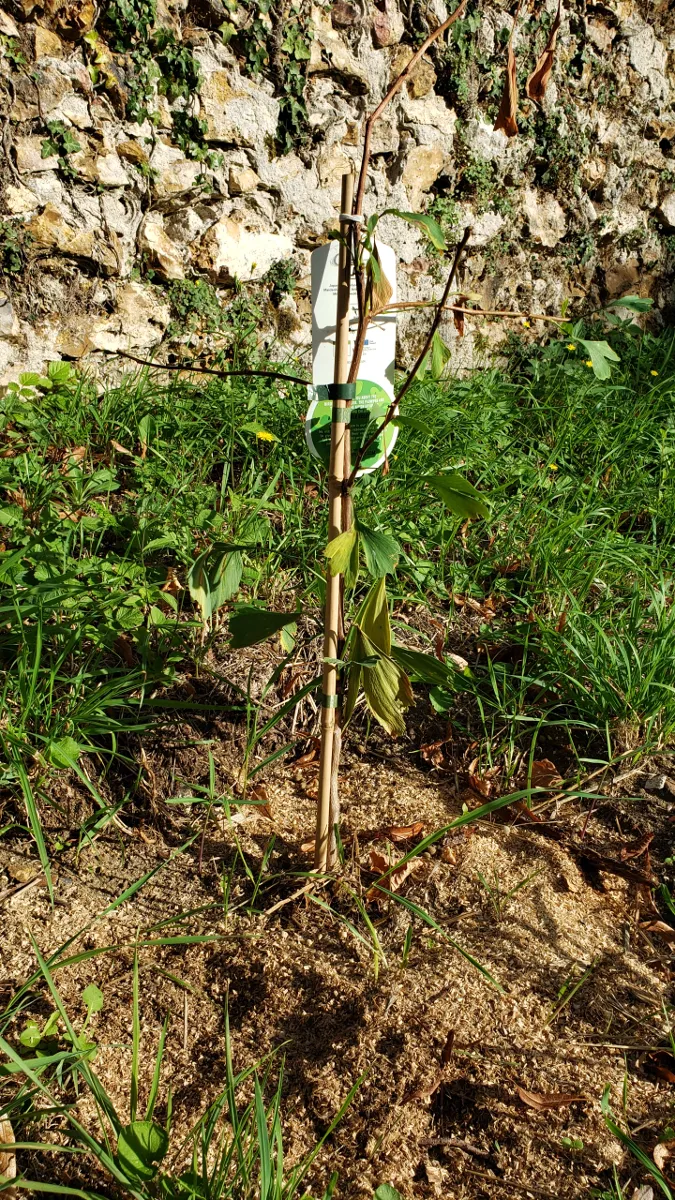 10-06_ginkgo_biloba.png