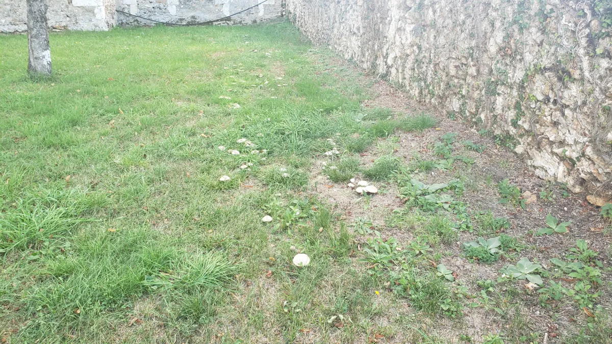 10-03_champignons.png