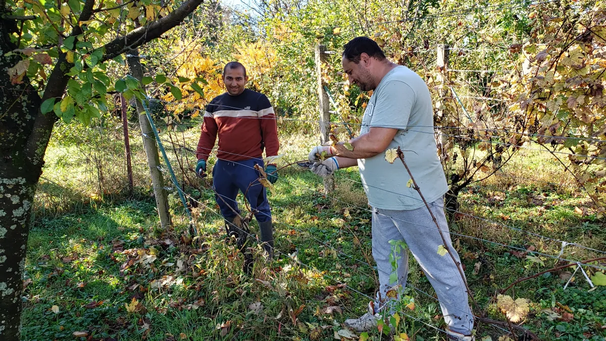 10-21_in_the_vineyard_2.png