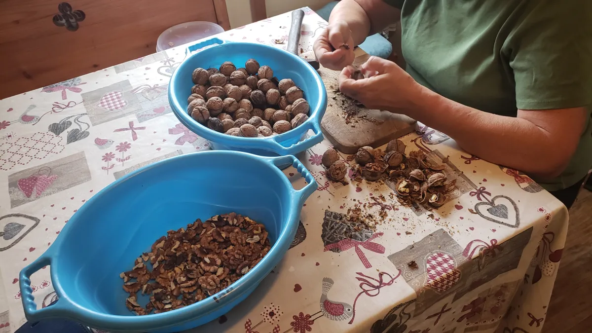 09-24_kati_shelling_walnuts..png