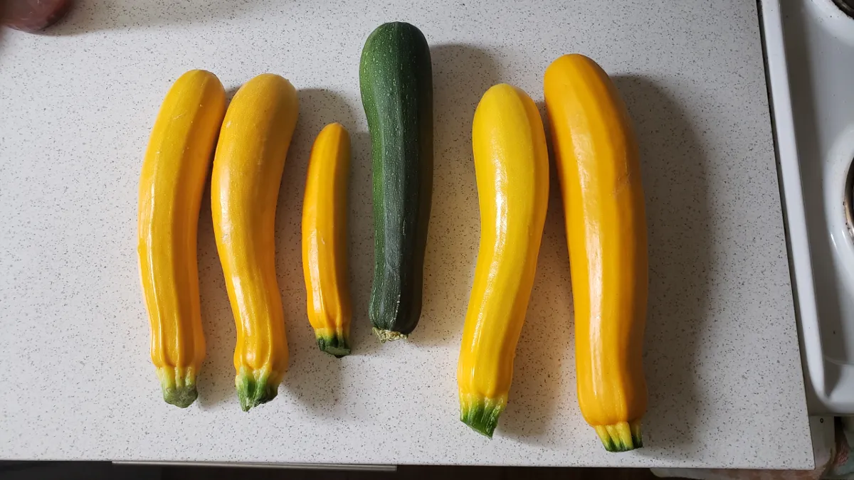 10-24_7 zucchini.png