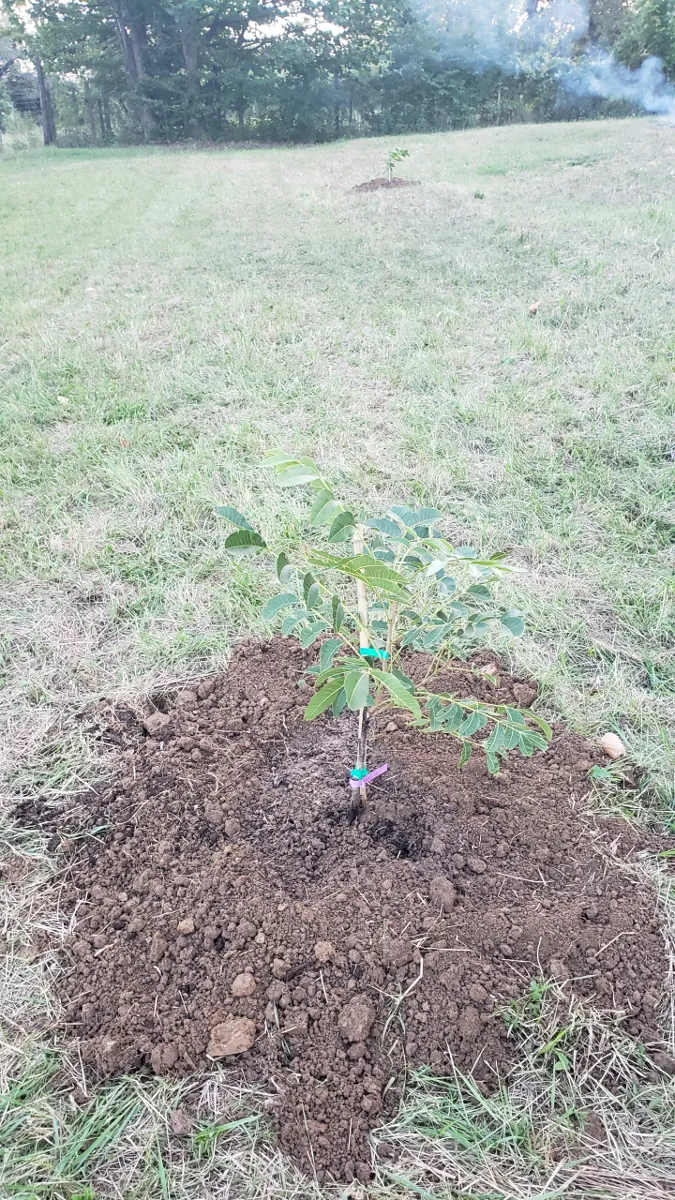 10-01_pecan_planted_2.png