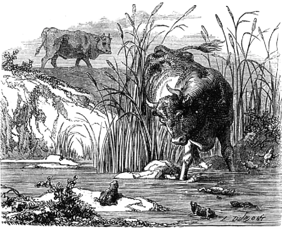les_deux_taureaux_et_la_grenouille.png