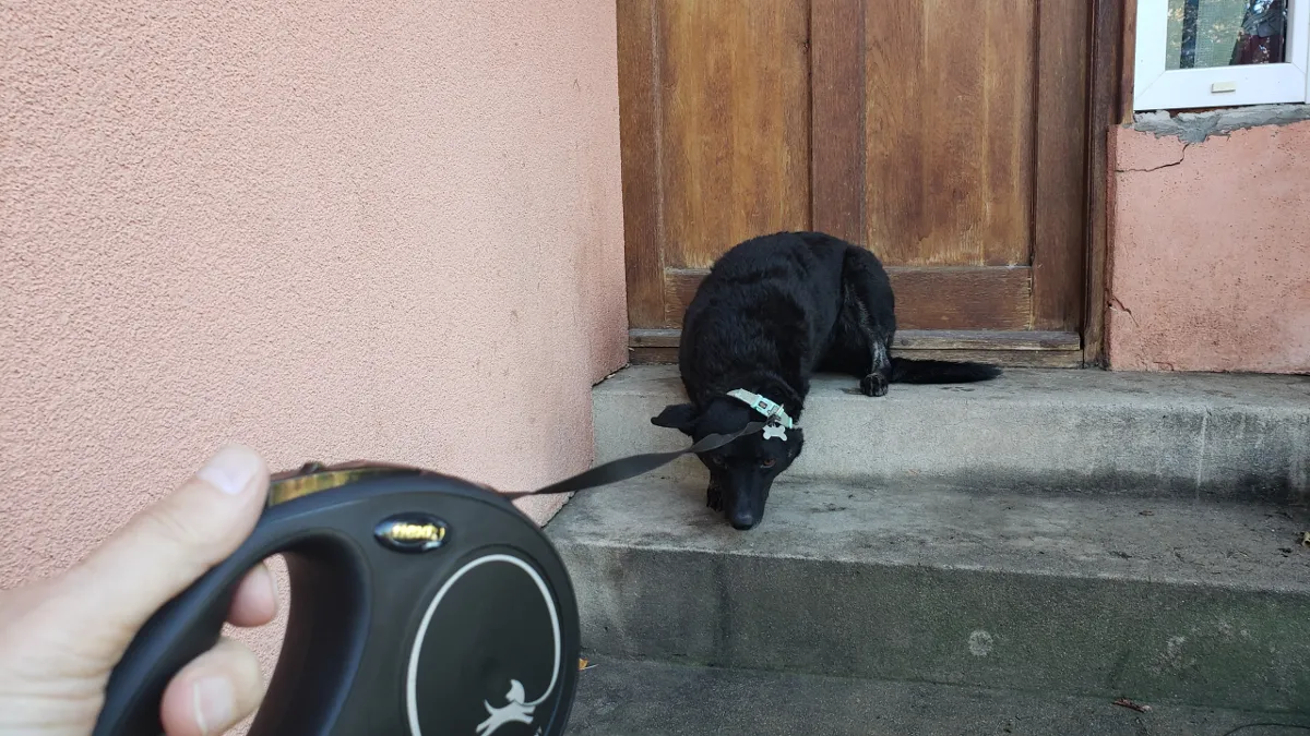 11-05_kormi_leash.png