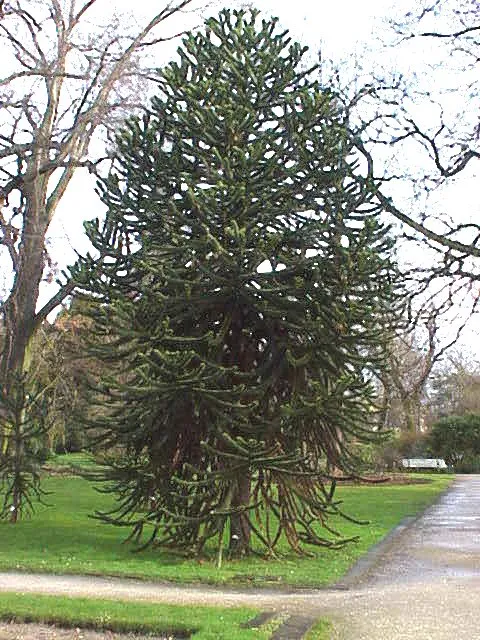 10-05_araucaria_1.jpg