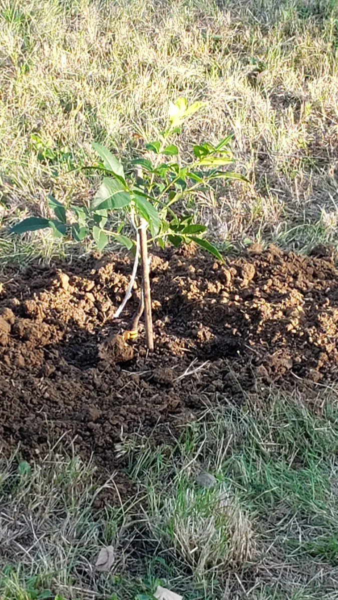 10-01_pecan_planted_1.png