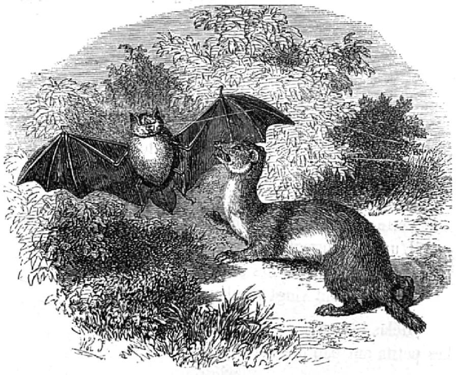 la_chauve_souris_et_les_deux_belettes.png