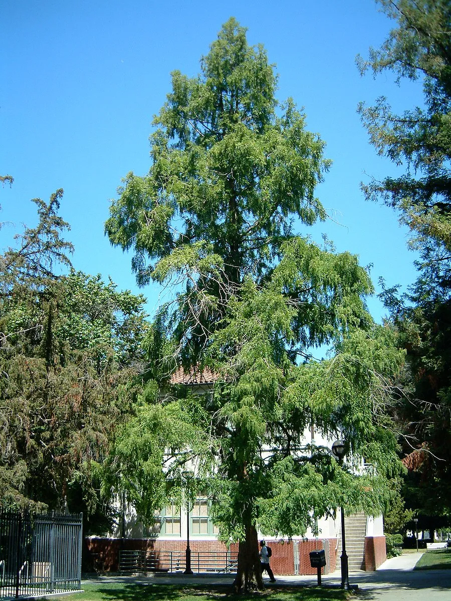 10-06_metasequoia_1.jpg