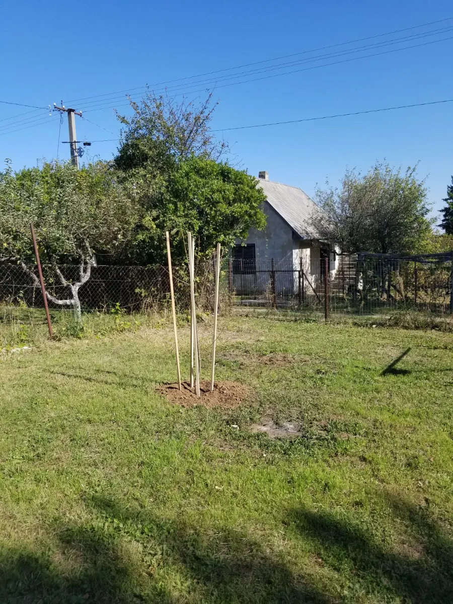 10-09_cherry_tree.png