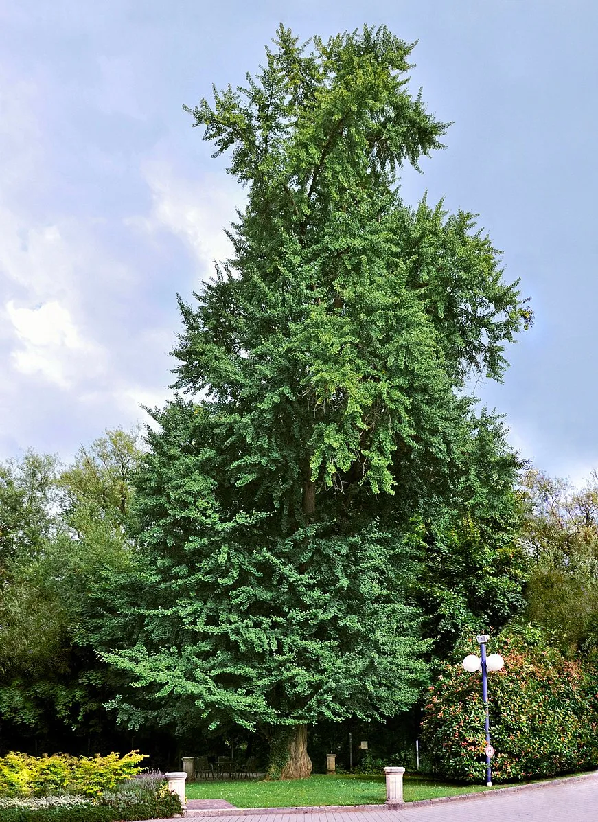 10-06_ginkgo_biloba_1.jpg