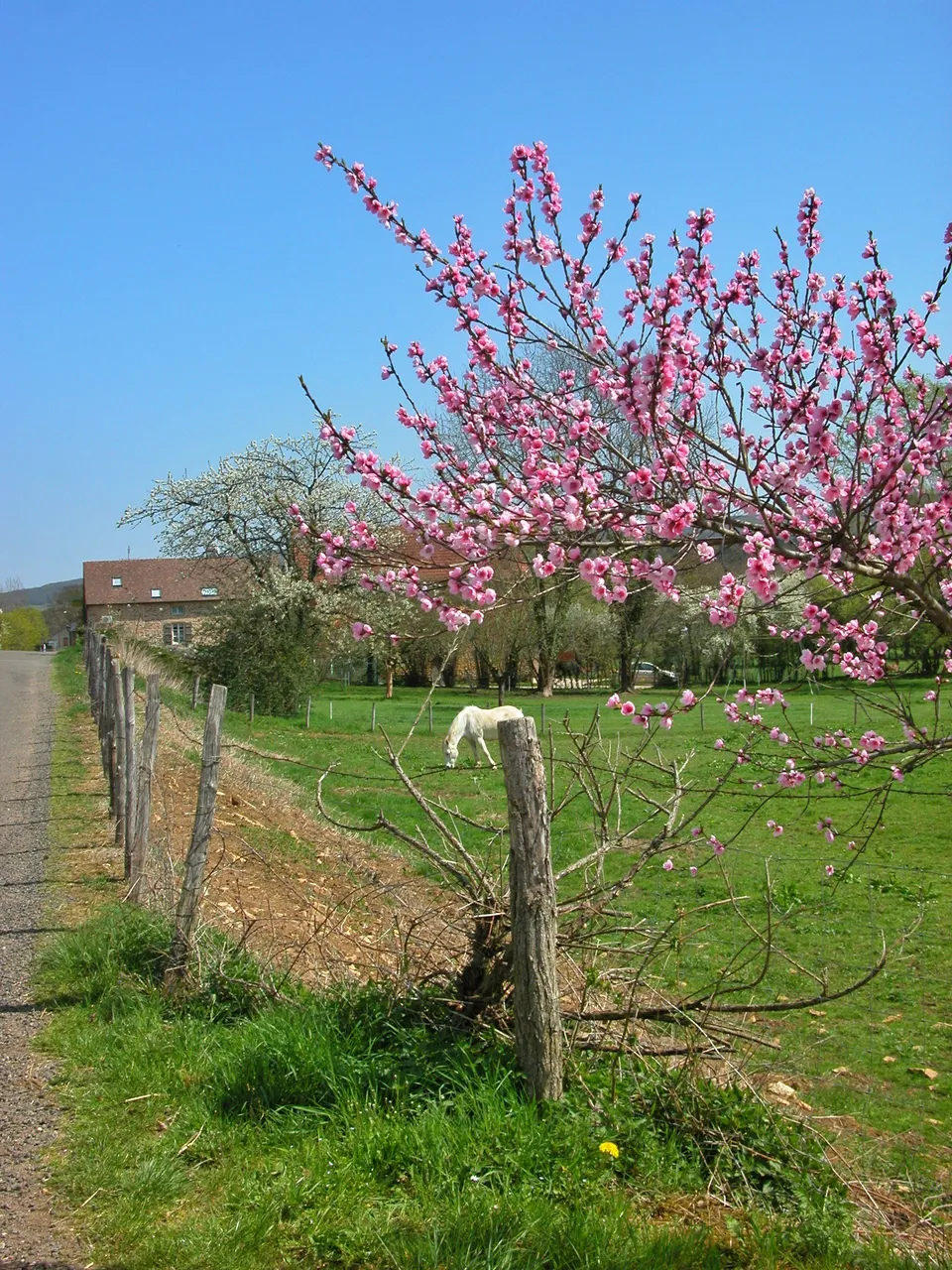DSCN8283_2.JPG