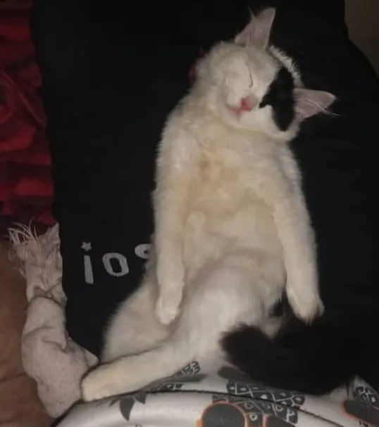 Catlazy.jpg