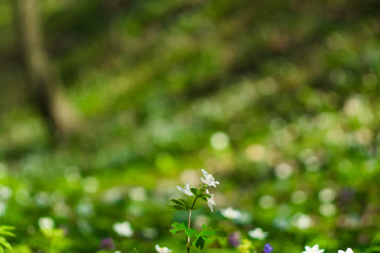 dalyna anemoniv 6.jpg