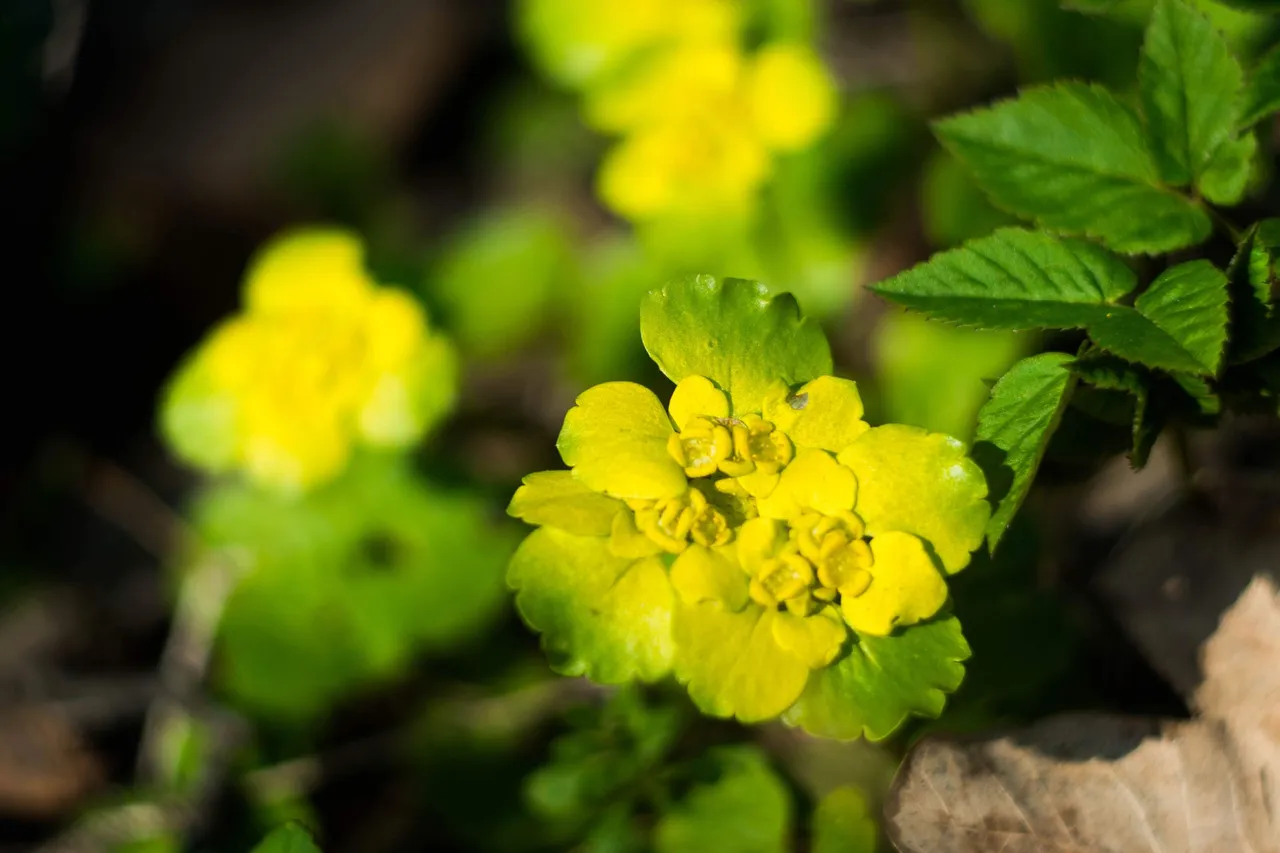 yellow flower 5.jpg