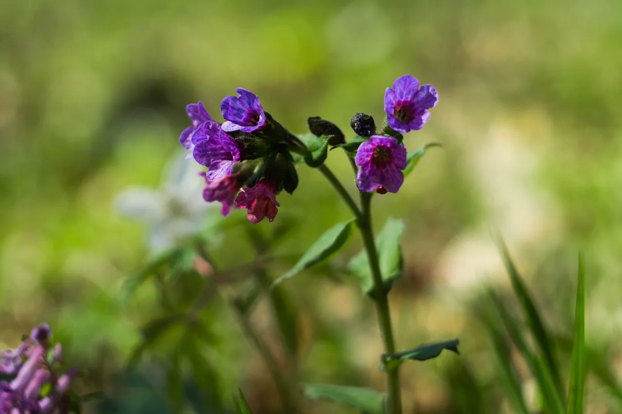 forest flowers 1.jpg