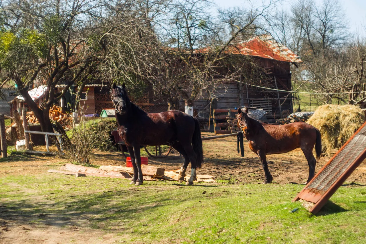 horses 6.jpg