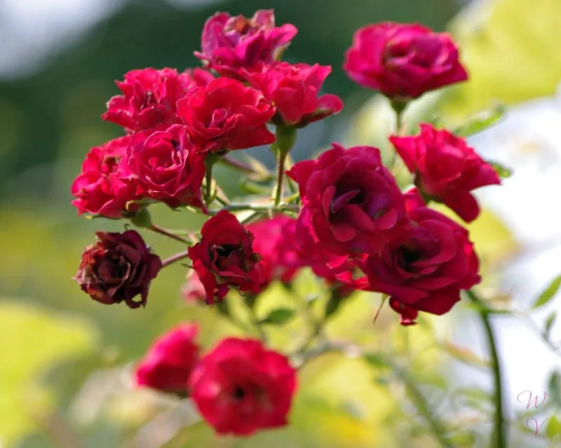 rosesopenweekend photography red roses.jpg