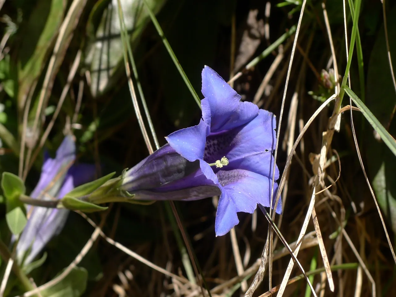 gentian blue flower alpes