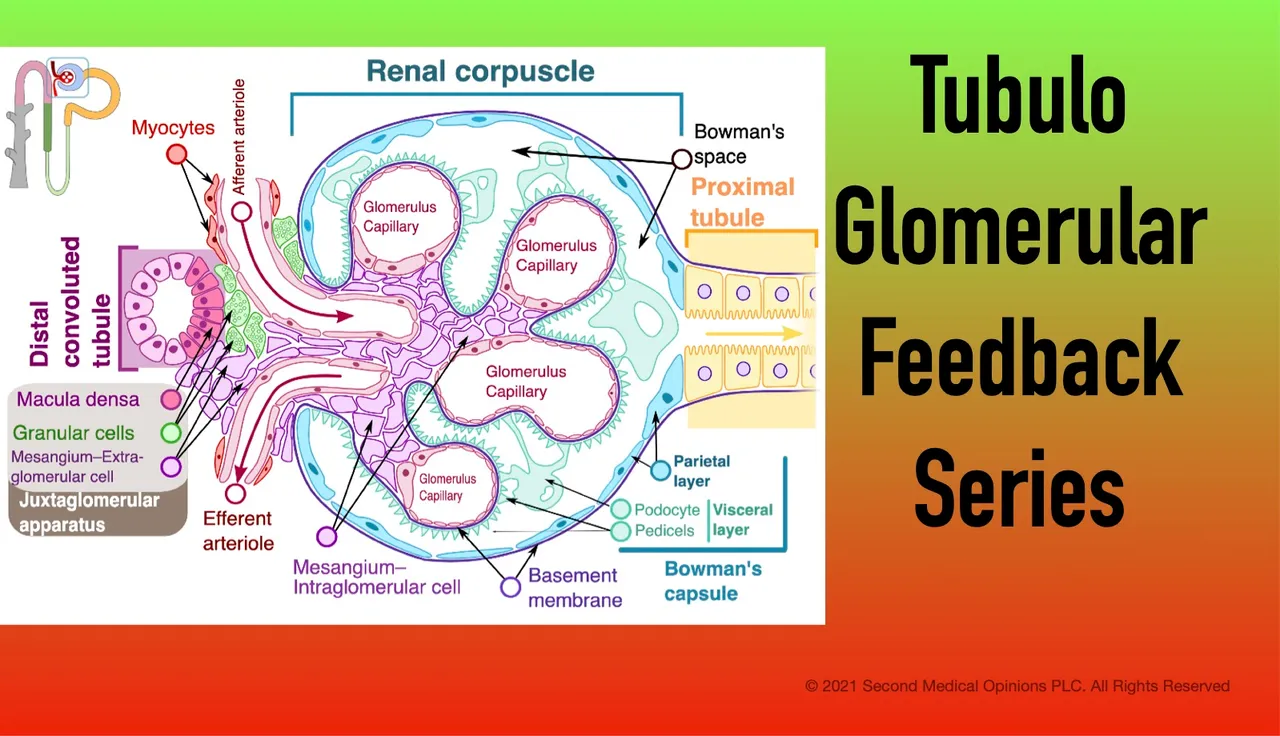 Picture Hive Tubuloglomerular Feedback.jpg