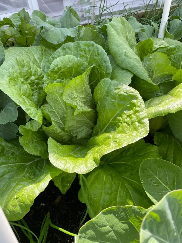 hivegarden-vegetables-9 - 6-25 cabbage.jpg