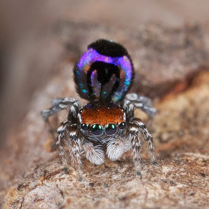 peacock-spider_Maratus-volans_pauk-pavlin_9.jpeg