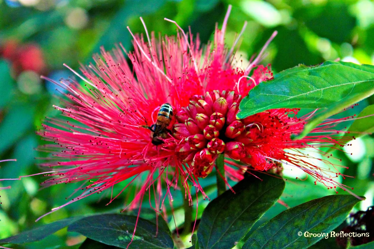 aa bottle brush with bee IMG_6832.jpg