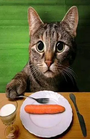 gatos-chistosos-funny-cats-_imagenGrande2-1.jpg